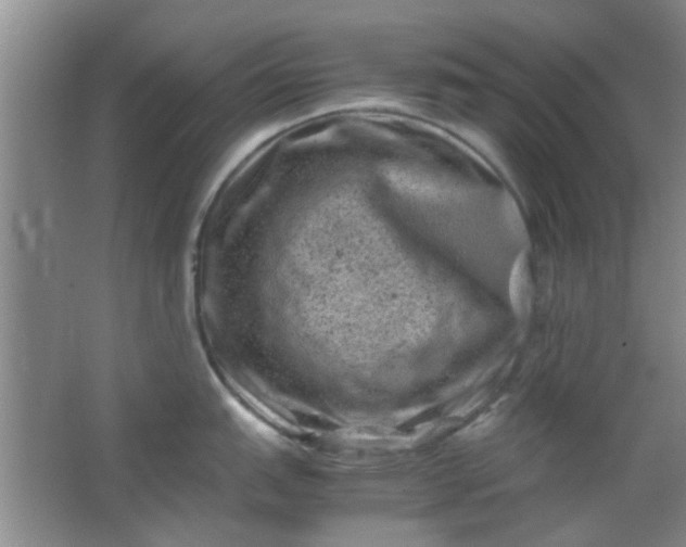 X0000062131151200512231431