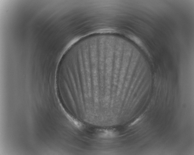 X0000062131229200512231429