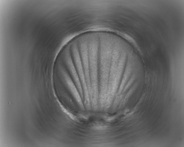 X0000062131231200512231429