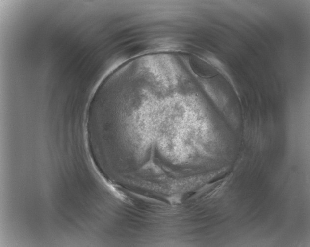 X0000062131235200512231429