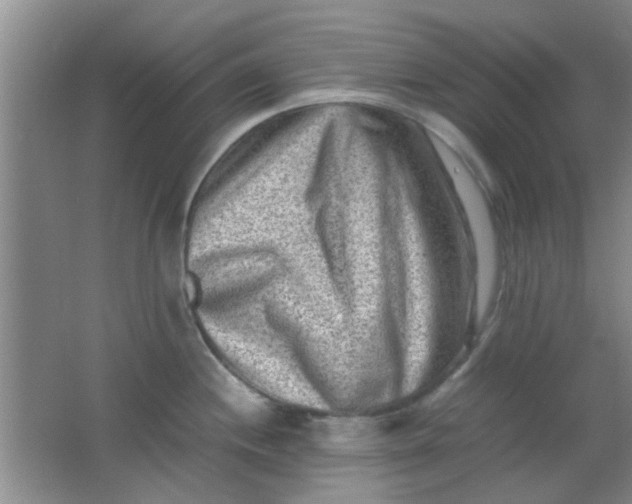 X0000062131244200512231429