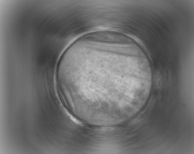 X0000062131294200512231428