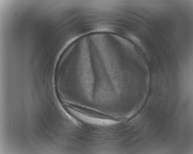 X0000062131331200512231427