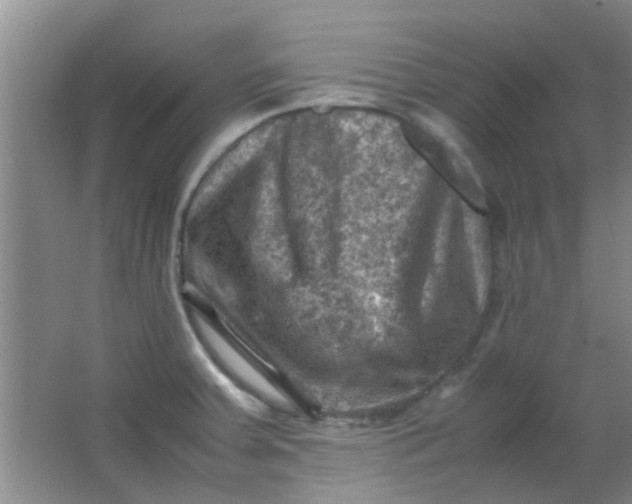 X0000062131379200512231426