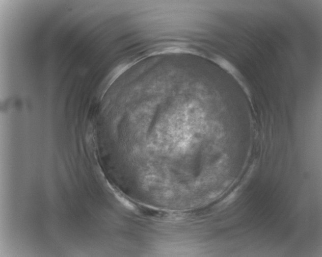 X0000062131385200512231426