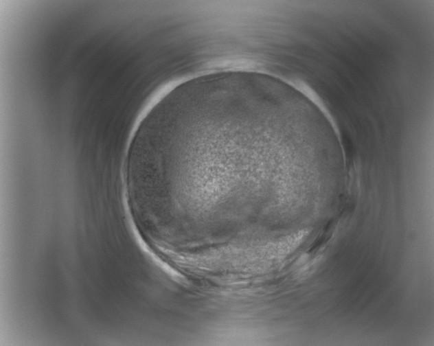 X0000062131389200512231426