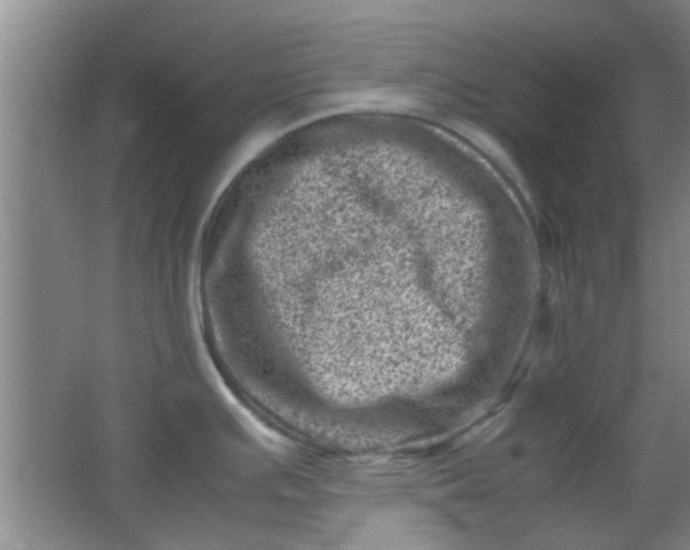 X0000062131391200512231426