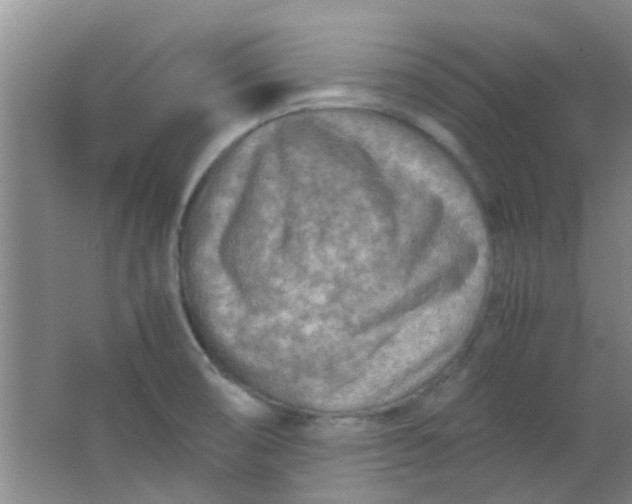 X0000062131474200512231424