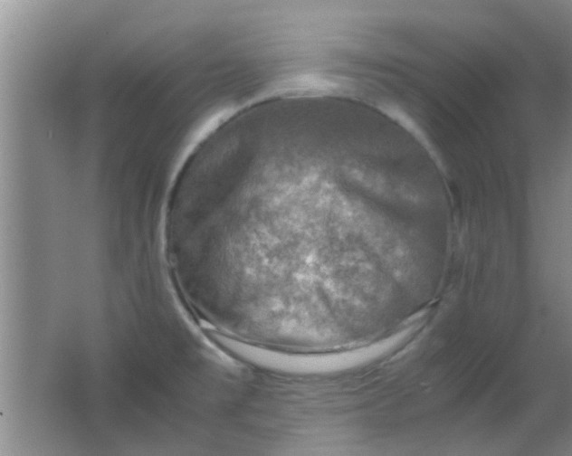 X0000062131477200512231424