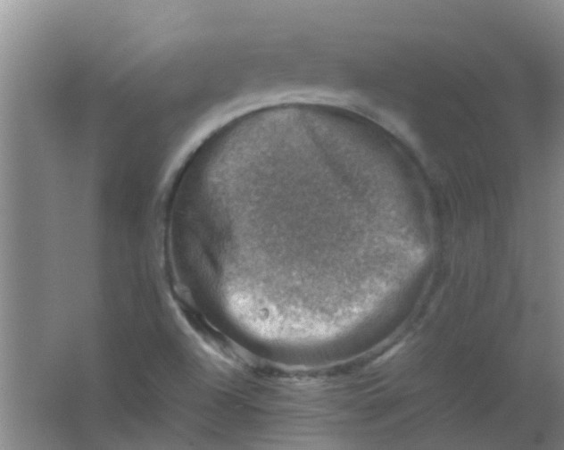 X0000062131504200512231424