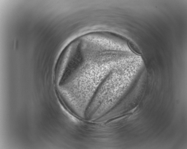 X0000062131527200512231424