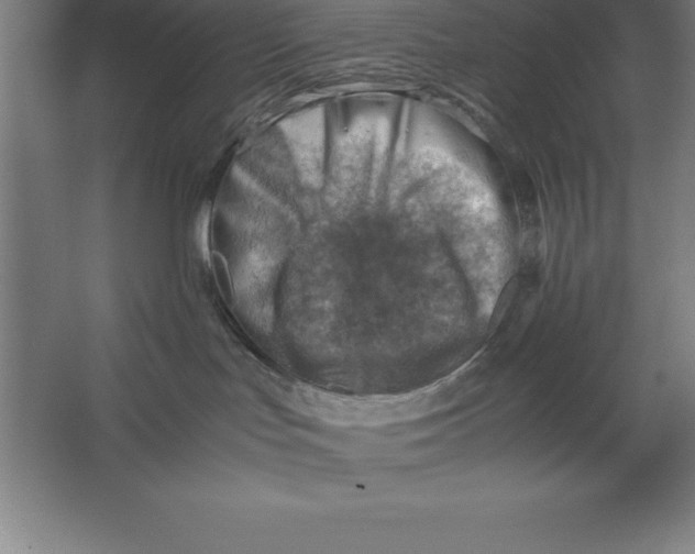 X0000062130047200512301513