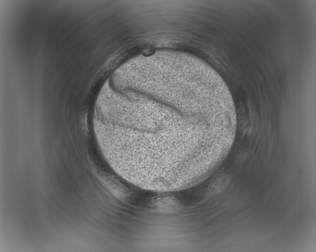 X0000062130262200512301509