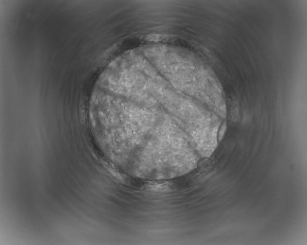 X0000062130569200512301504