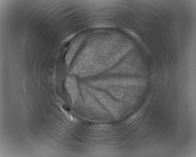 X0000062130833200512301459