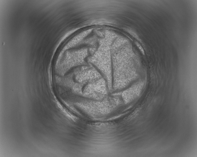 X0000062131032200512301456