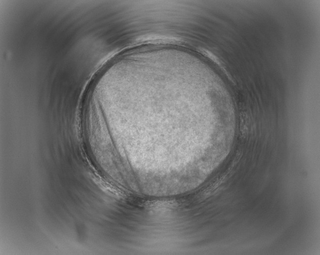 X0000062131074200512301455