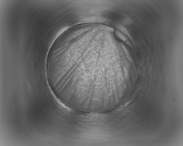 X0000062131087200512301455