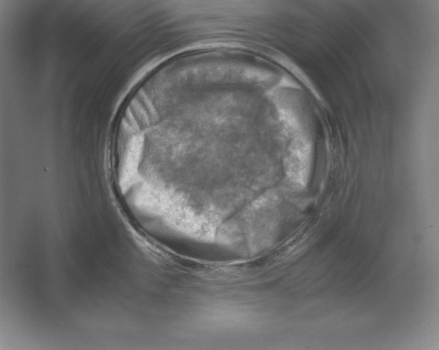 X0000062131101200512301455