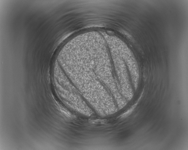 X0000062131113200512301454