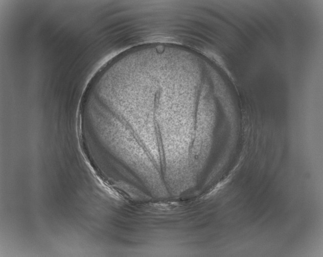 X0000062131125200512301454