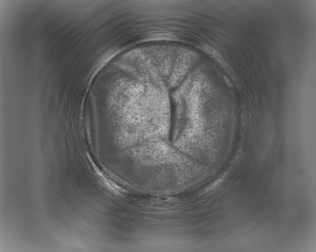 X0000062131129200512301454