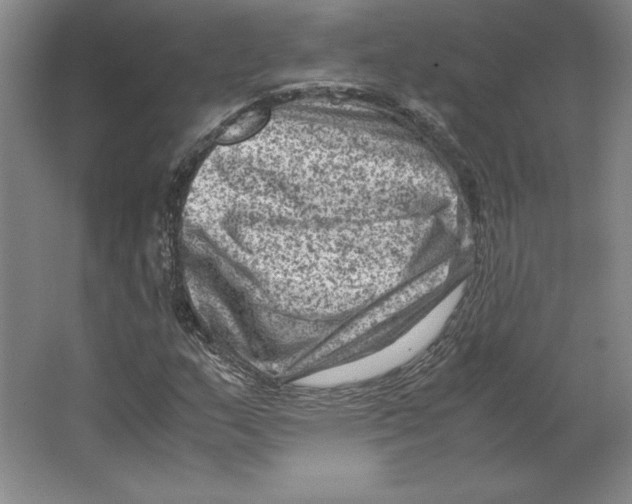 X0000062131159200512301454