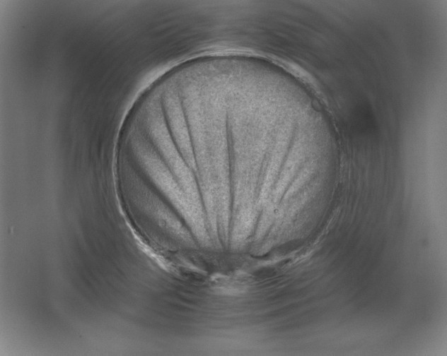 X0000062131231200512301453