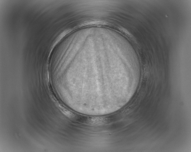 X0000062131274200512301452