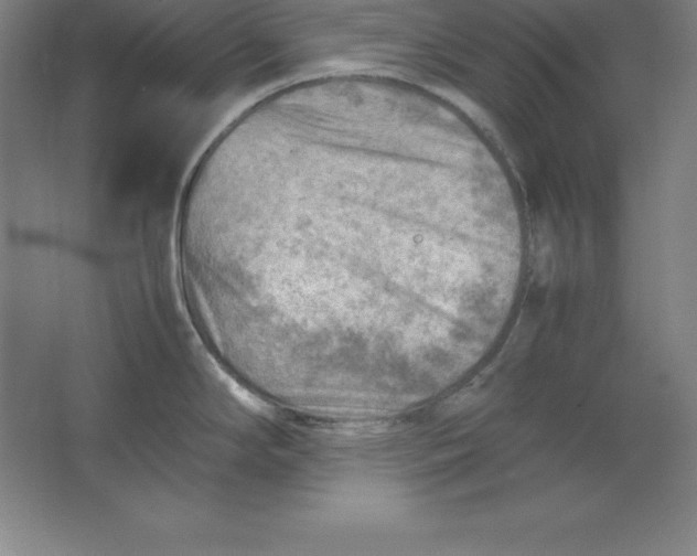 X0000062131294200512301451