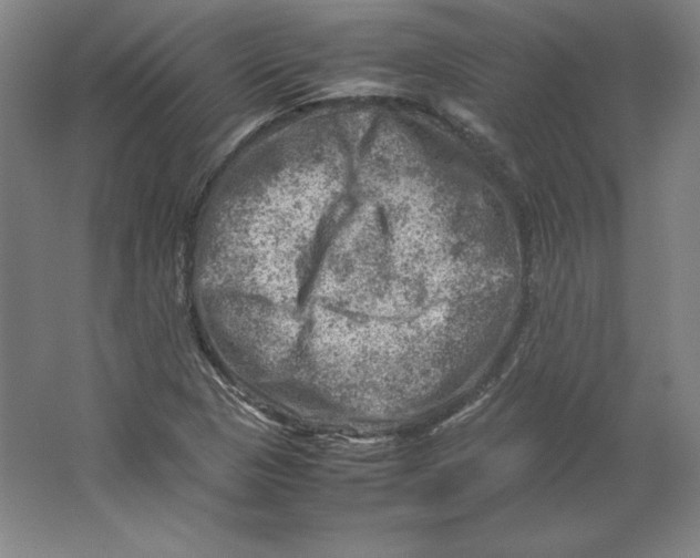 X0000062131313200512301451