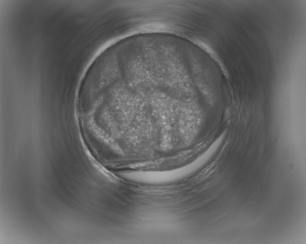 X0000062131342200512301451