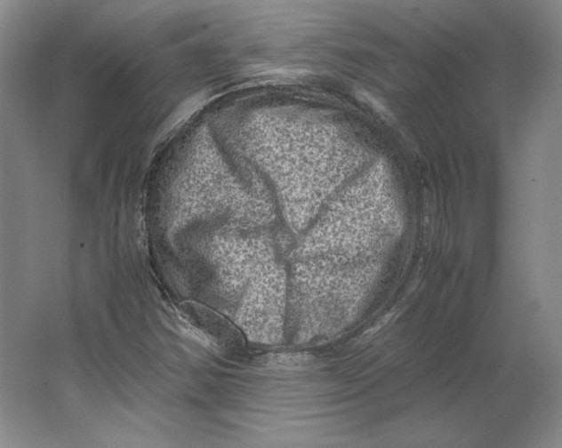 X0000062131354200512301450