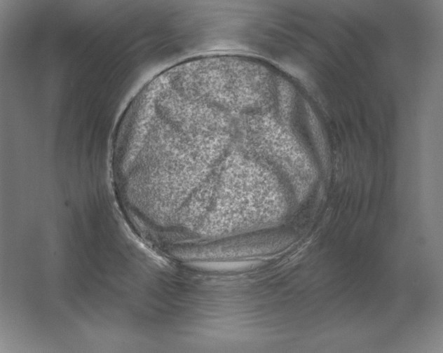 X0000062131374200512301450