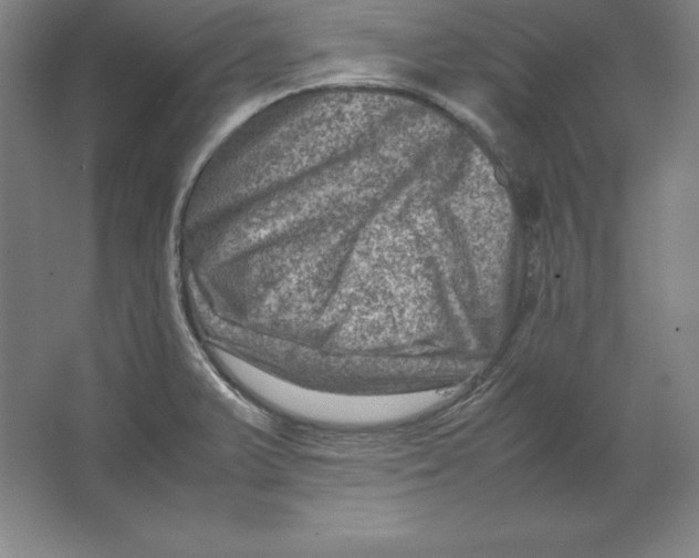 X0000062131375200512301450