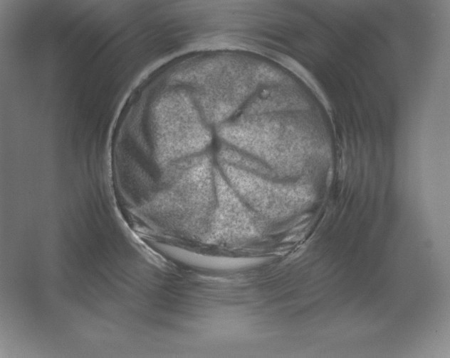 X0000062131388200512301450