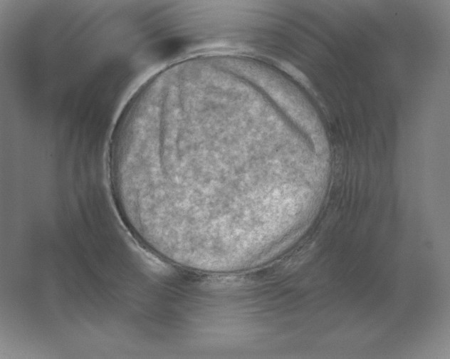 X0000062131474200512301448