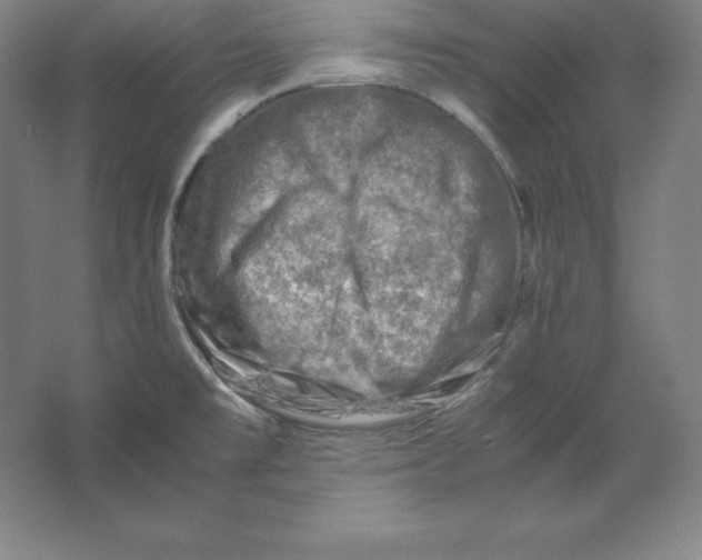 X0000062131477200512301448