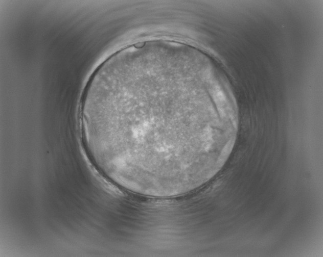 X0000062131522200512301448