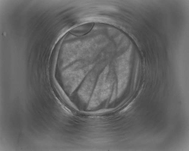 X0000062131529200512301448