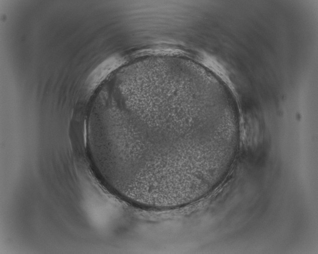 X0000062130013200601060909