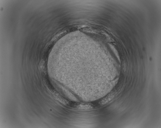 X0000062130270200601060905