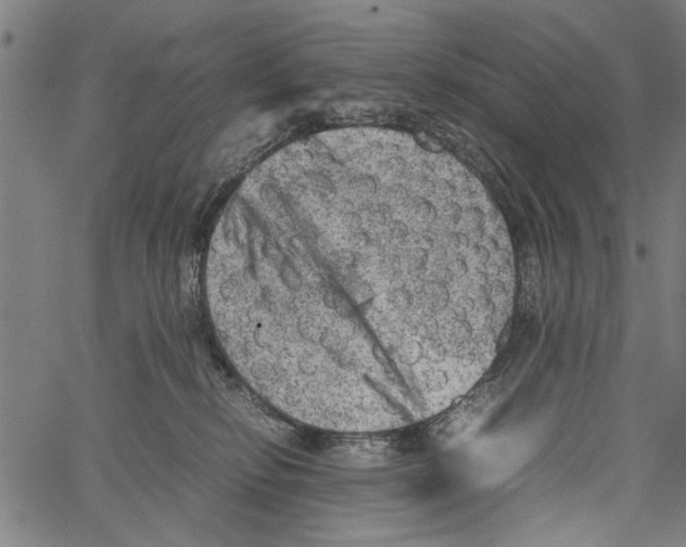 X0000062130278200601060905