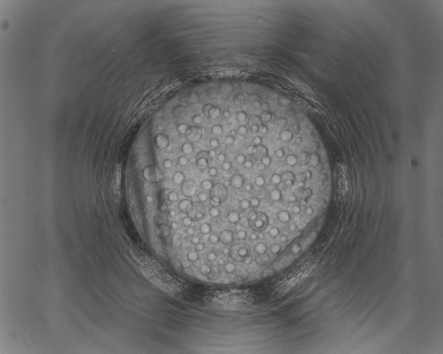 X0000062130550200601060900