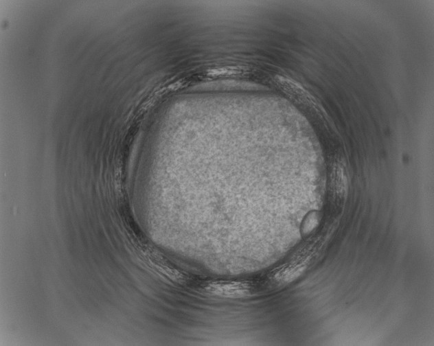 X0000062130557200601060900