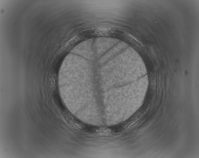 X0000062130603200601060859