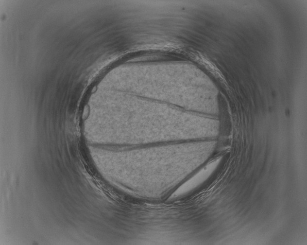 X0000062130628200601060858