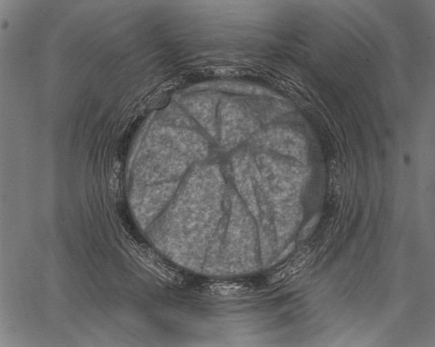 X0000062130650200601060858