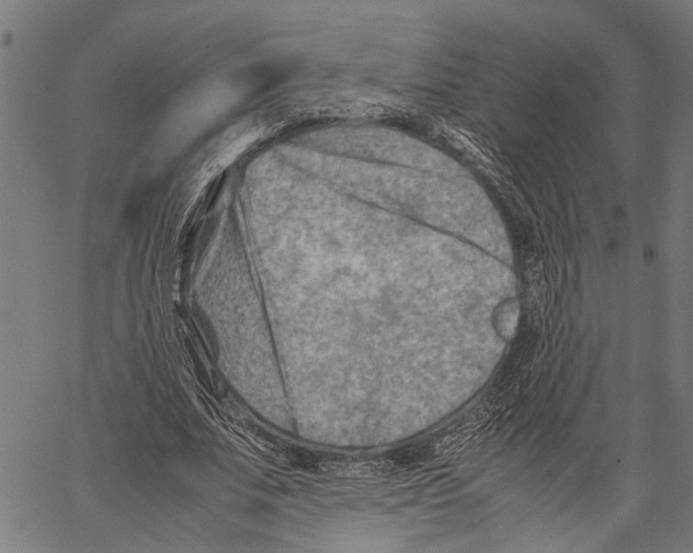 X0000062130679200601060858