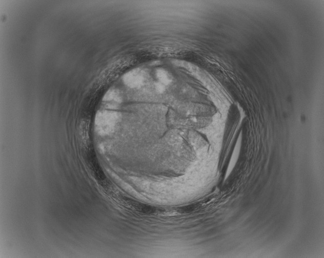 X0000062130695200601060858